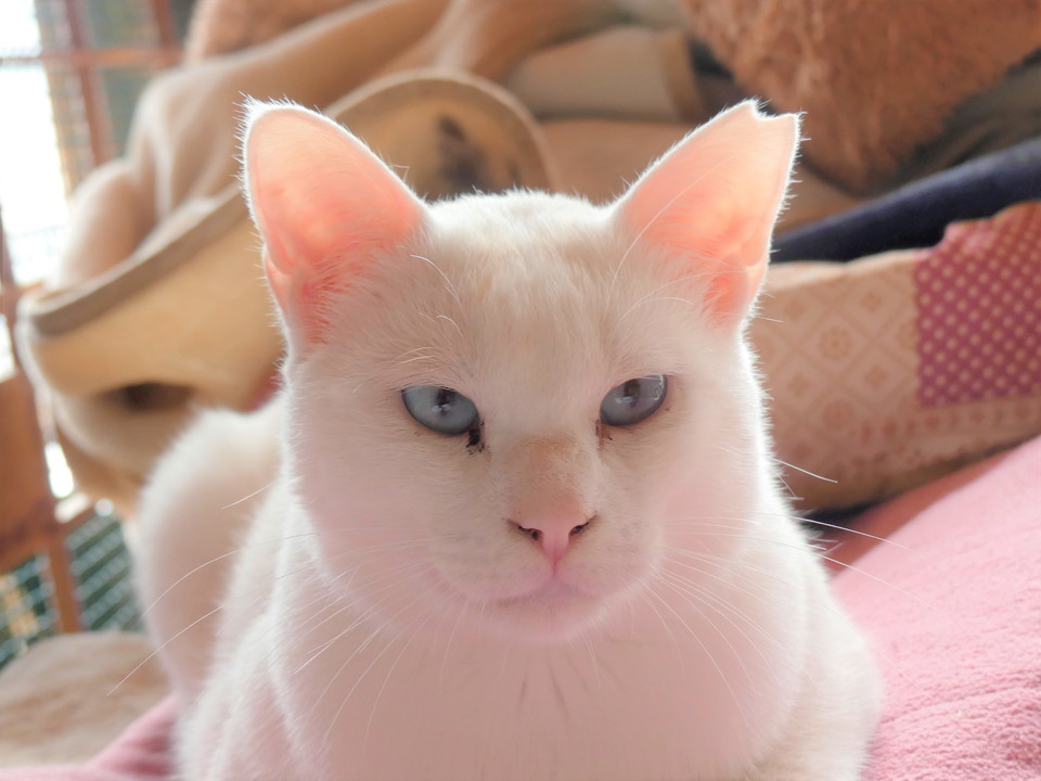 ハヤン